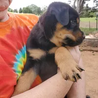 Mr Black, a male Rottweiler and English Mastiff for sale in Bedford, VA – Photo 5 of 5