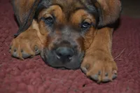 Miss Pink (Pinkie Tuscadero), a female Rottweiler and English Mastiff for sale in Bedford, VA – 4 of 9