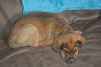 Mr RED, a male Rottweiler and English Mastiff for sale in Bedford, VA – 4 of 4