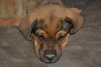 Mr RED, a male Rottweiler and English Mastiff for sale in Bedford, VA – 3 of 4