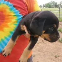 Miss Tangerine, a male Rottweiler and English Mastiff for sale in Bedford, VA – Photo 3 of 3