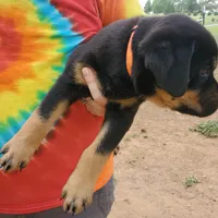 Miss Tangerine, a male Rottweiler and English Mastiff for sale in Bedford, VA – Photo 2 of 3