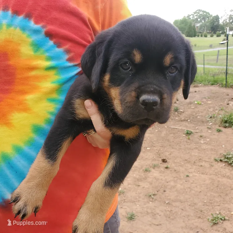 Miss Tangerine – Rottweiler, English Mastiff puppy for sale in Bedford, VA