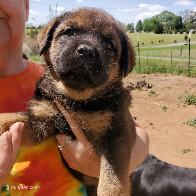 Mr Teal (ANGUS puppy) – Rottweiler, English Mastiff puppy on hold in Bedford, VA