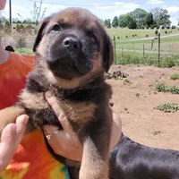 Mr Teal (ANGUS puppy), a male Rottweiler and English Mastiff for sale in Bedford, VA – Photo 2 of 2