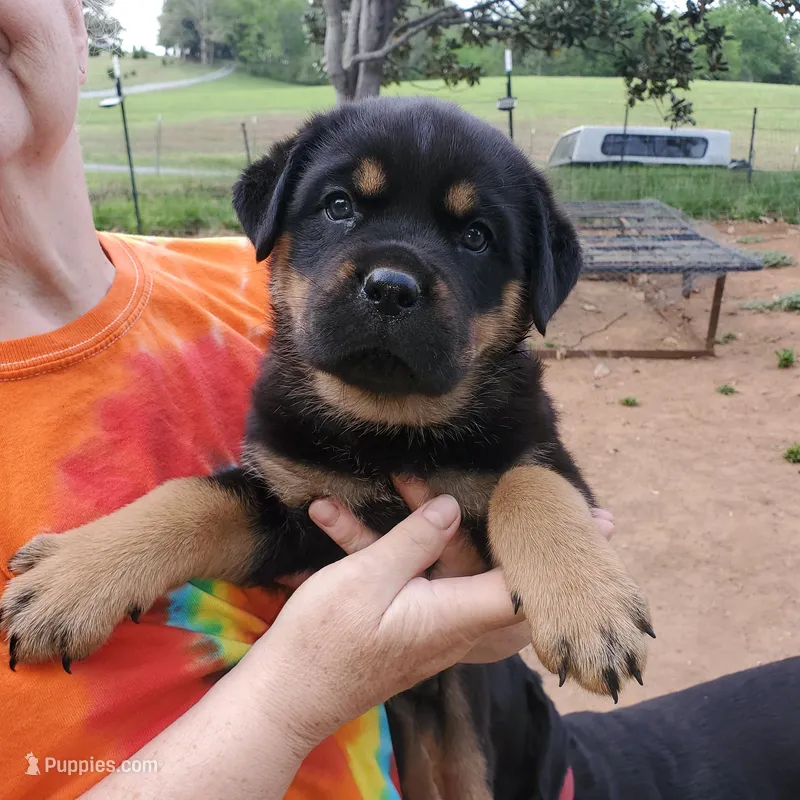 Mr Blue (The MONSTER) – Rottweiler, English Mastiff puppy for sale in Bedford, VA