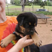 Mr Blue (The MONSTER), a male Rottweiler and English Mastiff for sale in Bedford, VA – Photo 3 of 4