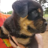 Mr Blue (The MONSTER), a male Rottweiler and English Mastiff for sale in Bedford, VA – Photo 4 of 4