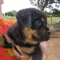 Mr Blue (The MONSTER), a male Rottweiler and English Mastiff for sale in Bedford, VA – Photo 2 of 4