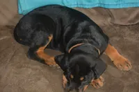 Miss Tangerine, a female Rottweiler and English Mastiff for sale in Bedford, VA – 2 of 4
