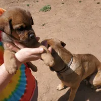 Miss Pink (Pinkie Tuscadero), a female Rottweiler and English Mastiff for sale in Bedford, VA – Photo 5 of 6