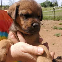 Miss Pink (Pinkie Tuscadero), a female Rottweiler and English Mastiff for sale in Bedford, VA – Photo 2 of 6