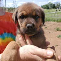 Miss Pink (Pinkie Tuscadero), a female Rottweiler and English Mastiff for sale in Bedford, VA – Photo 1 of 6