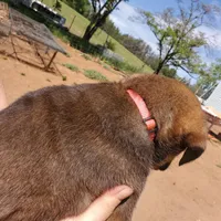 Miss Pink (Pinkie Tuscadero), a female Rottweiler and English Mastiff for sale in Bedford, VA – Photo 6 of 6