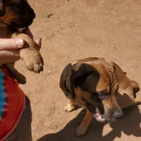 Miss Pink (Pinkie Tuscadero), a female Rottweiler and English Mastiff for sale in Bedford, VA – Photo 3 of 6