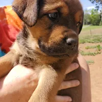 Miss Pink (Pinkie Tuscadero), a female Rottweiler and English Mastiff for sale in Bedford, VA – Photo 4 of 6