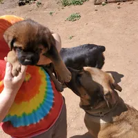 Mr RED, a male Rottweiler and English Mastiff for sale in Bedford, VA – Photo 2 of 2