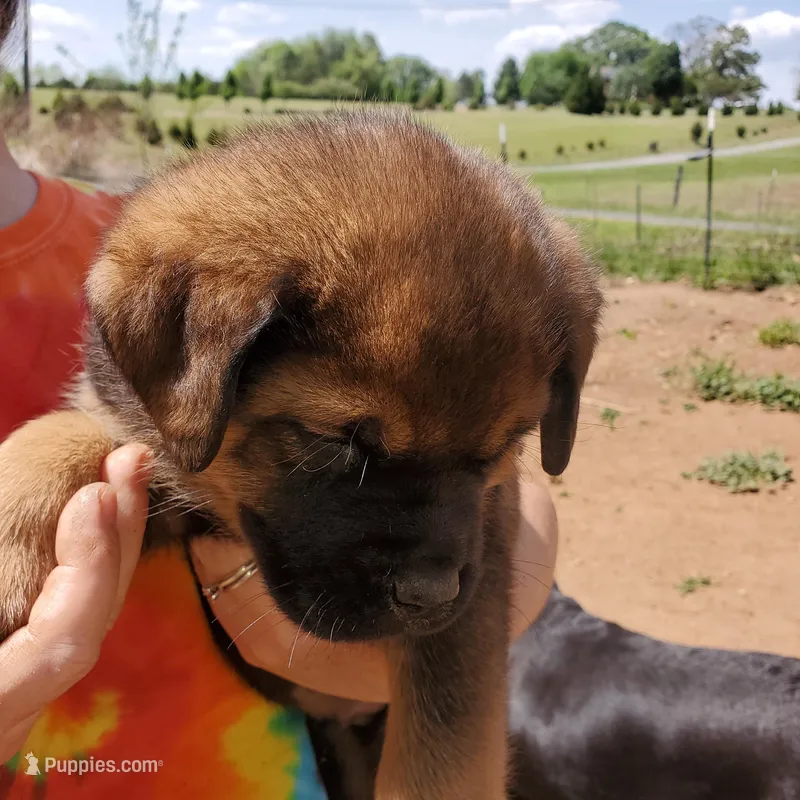 Mr RED – Rottweiler, English Mastiff puppy for sale in Bedford, VA