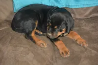 Miss Tangerine, a female Rottweiler and English Mastiff for sale in Bedford, VA – 4 of 4