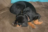 Miss Tangerine, a female Rottweiler and English Mastiff for sale in Bedford, VA – 3 of 4