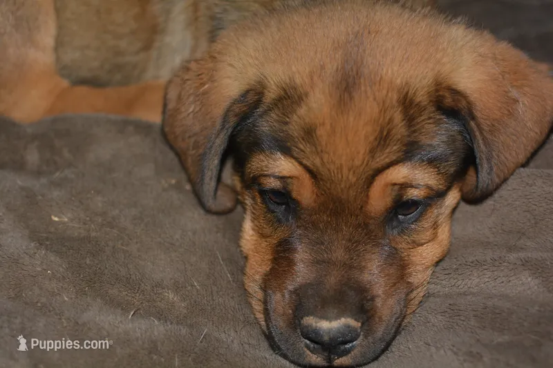 Mr RED – Rottweiler, English Mastiff puppy for sale in Bedford, VA