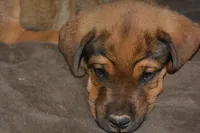 Mr RED, a male Rottweiler and English Mastiff for sale in Bedford, VA – 1 of 4