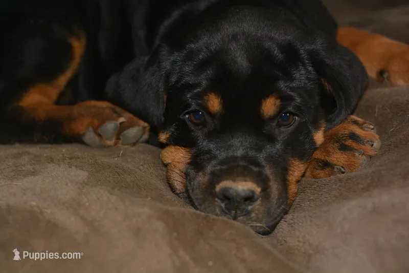 Miss Tangerine – Rottweiler, English Mastiff puppy for sale in Bedford, VA