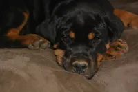 Miss Tangerine, a female Rottweiler and English Mastiff for sale in Bedford, VA – 1 of 4