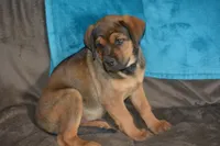 Miss Pink (Pinkie Tuscadero), a female Rottweiler and English Mastiff for sale in Bedford, VA – 8 of 9