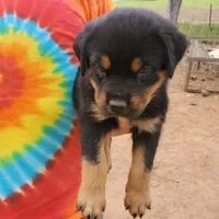 Mr Green, a male Rottweiler and English Mastiff for sale in Bedford, VA – Photo 3 of 6