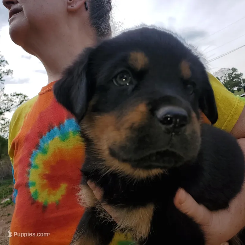 Mr Green – Rottweiler, English Mastiff puppy for sale in Bedford, VA
