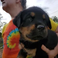 Mr Green, a male Rottweiler and English Mastiff for sale in Bedford, VA – Photo 1 of 6