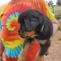 Mr Green, a male Rottweiler and English Mastiff for sale in Bedford, VA – Photo 6 of 6