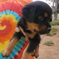 Mr Green, a male Rottweiler and English Mastiff for sale in Bedford, VA – Photo 4 of 6