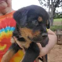 Mr Green, a male Rottweiler and English Mastiff for sale in Bedford, VA – Photo 2 of 6