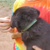 Mr Green, a male Rottweiler and English Mastiff for sale in Bedford, VA – Photo 5 of 6