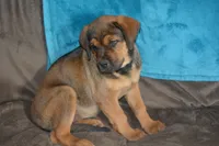 Miss Pink (Pinkie Tuscadero), a female Rottweiler and English Mastiff for sale in Bedford, VA – 7 of 9