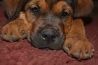 Miss Pink (Pinkie Tuscadero), a female Rottweiler and English Mastiff for sale in Bedford, VA – 3 of 9