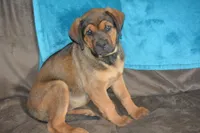 Miss Pink (Pinkie Tuscadero), a female Rottweiler and English Mastiff for sale in Bedford, VA – 9 of 9