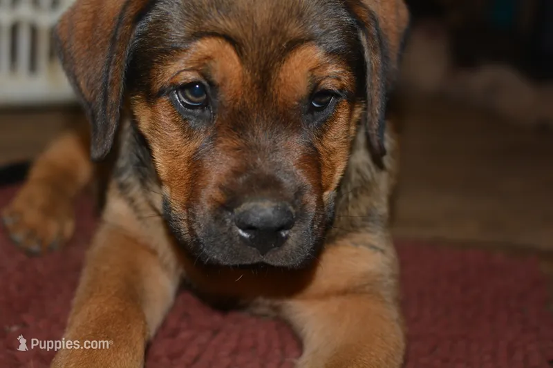 Miss Pink (Pinkie Tuscadero) – Rottweiler, English Mastiff puppy for sale in Bedford, VA