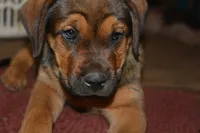 Miss Pink (Pinkie Tuscadero), a female Rottweiler and English Mastiff for sale in Bedford, VA – 1 of 9