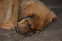 Mr RED, a male Rottweiler and English Mastiff for sale in Bedford, VA – 2 of 4