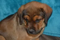 Miss Pink (Pinkie Tuscadero), a female Rottweiler and English Mastiff for sale in Bedford, VA – 5 of 9