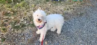 Mini Buddy, a male Miniature Goldendoodle for sale in Los Molinos, CA – 4 of 4
