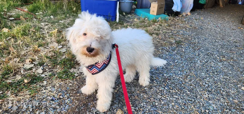 Mini Buddy – Miniature Goldendoodle puppy for sale in Los Molinos, CA
