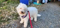 Mini Buddy, a male Miniature Goldendoodle for sale in Los Molinos, CA – 1 of 4