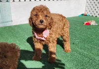 Mini Pink 🌹Rose, a female Miniature Goldendoodle for sale in Los Molinos, CA – Photo 4 of 4