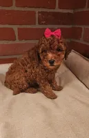 Mini Pink 🌹Rose, a female Miniature Goldendoodle for sale in Los Molinos, CA – Photo 1 of 4