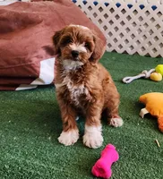 Mini Peaches, a female Miniature Goldendoodle for sale in Los Molinos, CA – Photo 2 of 4