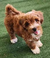 Mini Peaches, a female Miniature Goldendoodle for sale in Los Molinos, CA – Photo 1 of 4